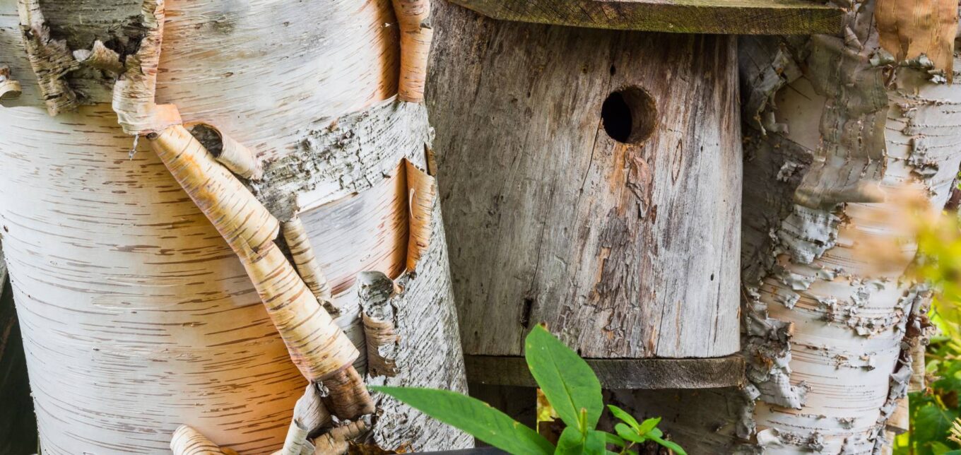 DIY Log Bird Houses – Mother Earth News - Vimarsana News